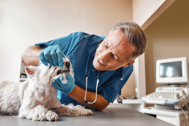Best 24-Hour Emergency Dental Care in Harb, OR